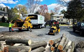 Reliable Chocowinity, NC Tree Removal Services Solutions