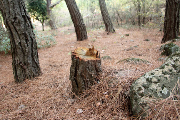 How Our Tree Care Process Works  in  Chocowinity, NC